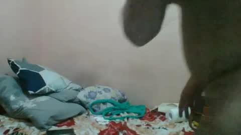 tsbigcock14344 online show from February 3, 7:29 am