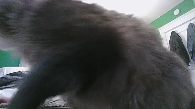 SadCatDaddy online show from February 6, 12:11 pm