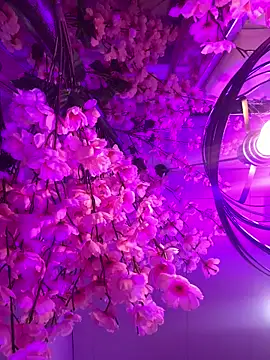 Violetbellarose1 online show from June 13, 10:54 pm